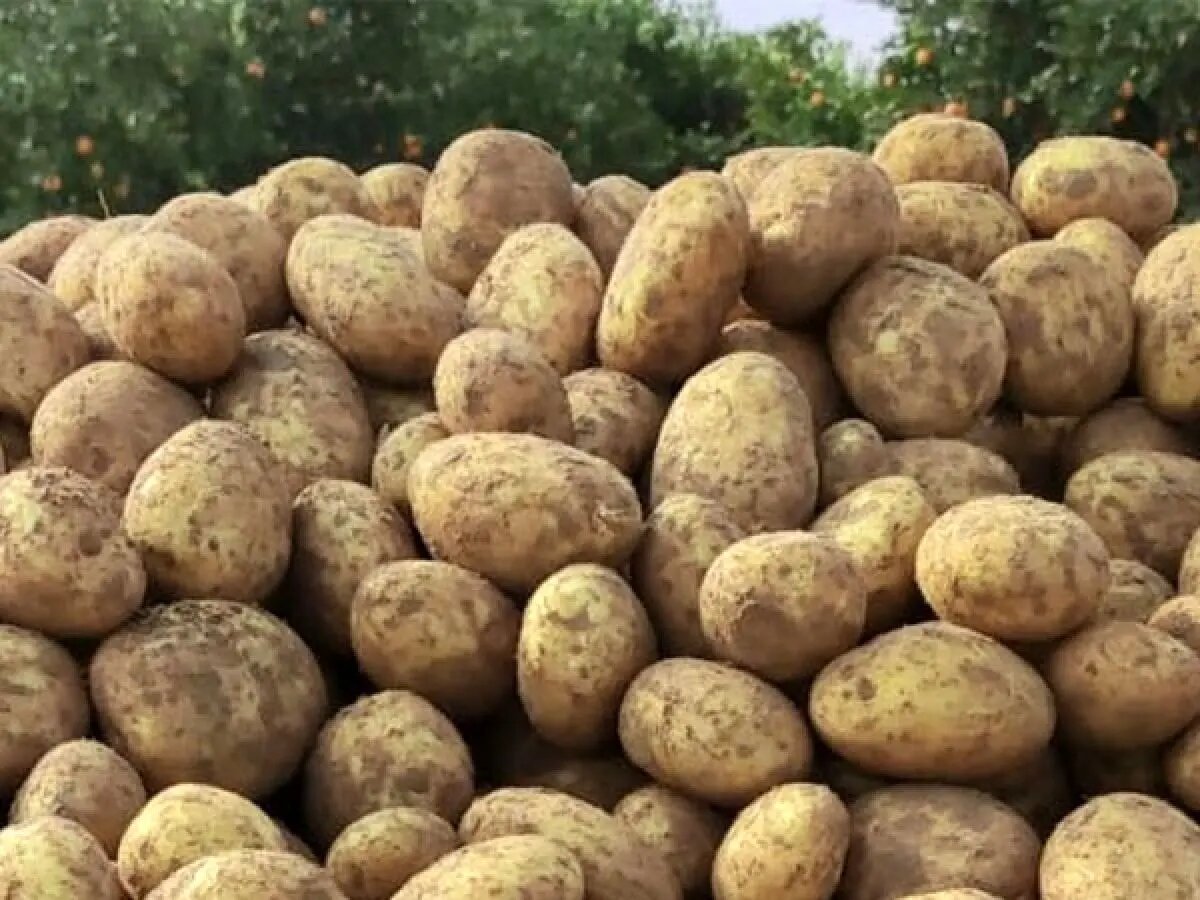 تهرانیها چه زمانی برای اولین بار سیبزمینی خوردند؟