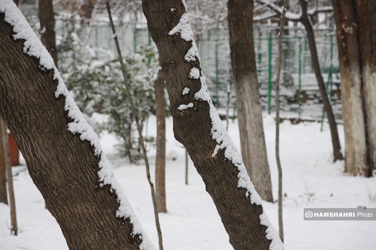 روز برفی تهران