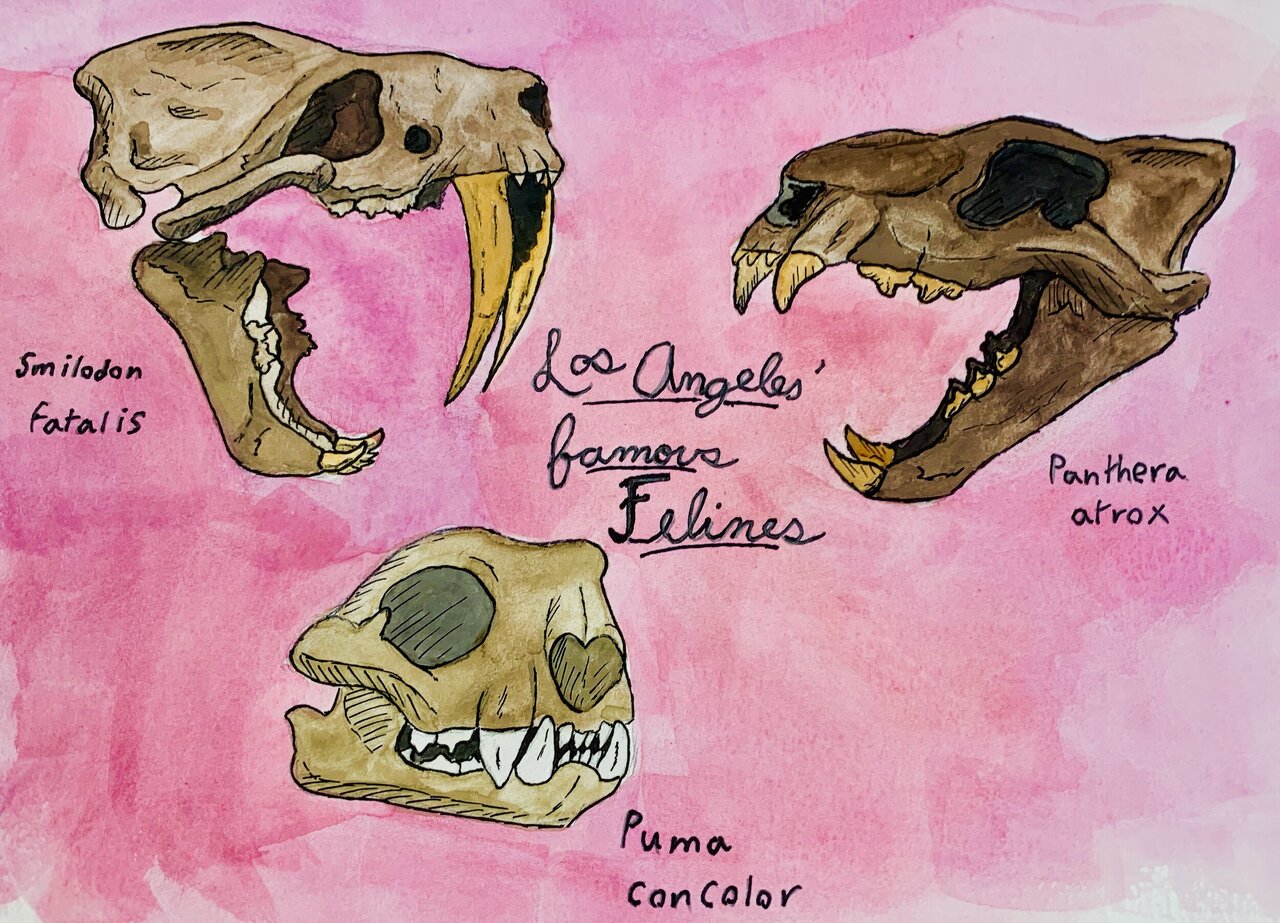 رازهای نهفته در دندانهای شمشیری اسمیلودون | معمایی برای دیرینهشناسان