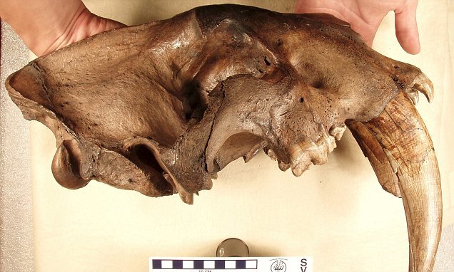 رازهای نهفته در دندانهای شمشیری اسمیلودون | معمایی برای دیرینهشناسان