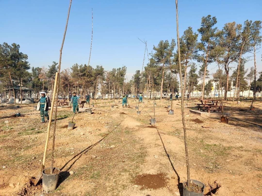 کاشت درخت جدید در سرخه حصار