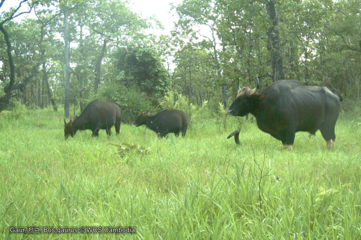 زبان این موجود ۲۰۰ تُنی اندازه فیل است! | بزرگترینها در جهان