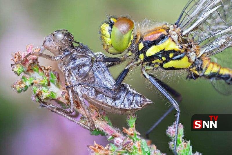 مگس راهزن و مورچه زامبی؛ برندگان مسابقه عکاسی حشرات ۲۰۲۴ مشخص شدند | تصاویر