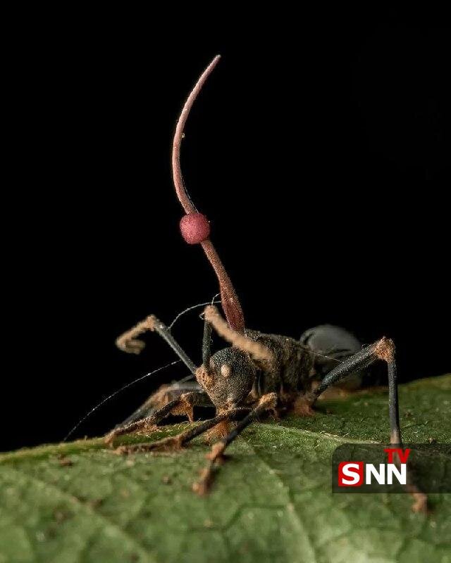 مگس راهزن و مورچه زامبی؛ برندگان مسابقه عکاسی حشرات ۲۰۲۴ مشخص شدند | تصاویر