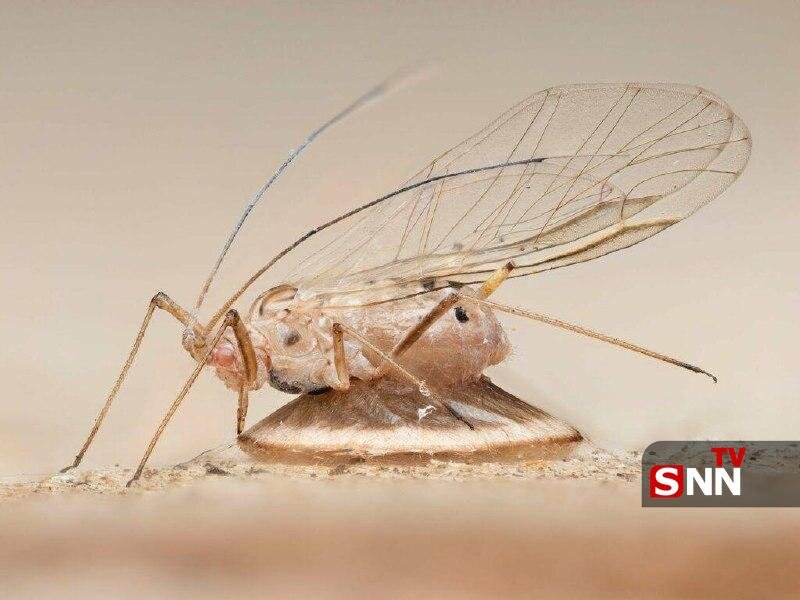 مگس راهزن و مورچه زامبی؛ برندگان مسابقه عکاسی حشرات ۲۰۲۴ مشخص شدند | تصاویر