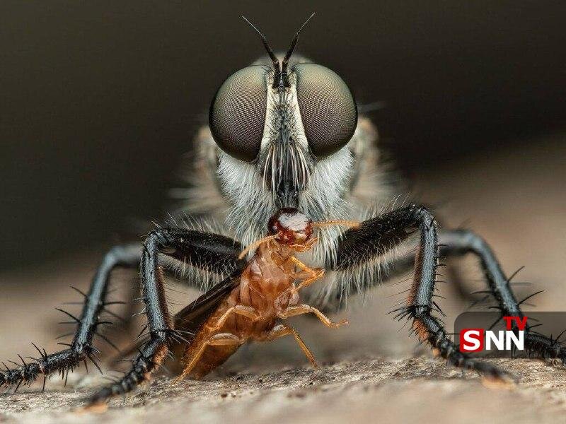 مگس راهزن و مورچه زامبی؛ برندگان مسابقه عکاسی حشرات ۲۰۲۴ مشخص شدند | تصاویر