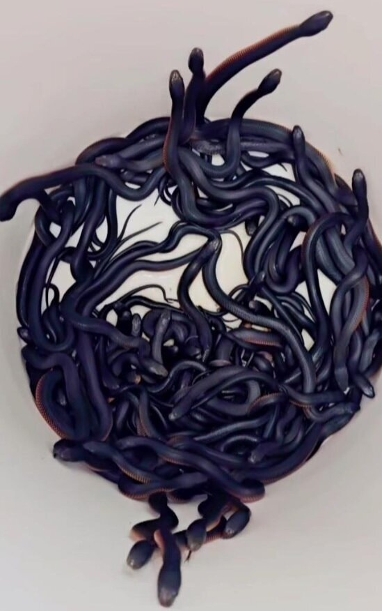 وجود ۱۰۲ مار در یک خانه؛ زن و شوهری که هراسان شدند | عکس