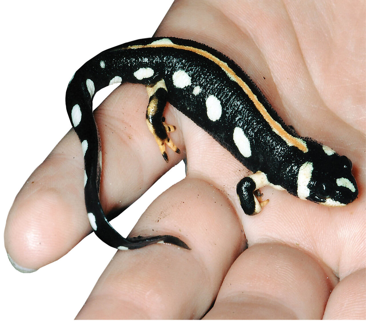 دو «سین» ناجور سفره «هفتسین» | نوروز تلخ در انتظار فروشندگان سمندر و سنبل | بازار شب عید با همکاری فراجا رصد میشود