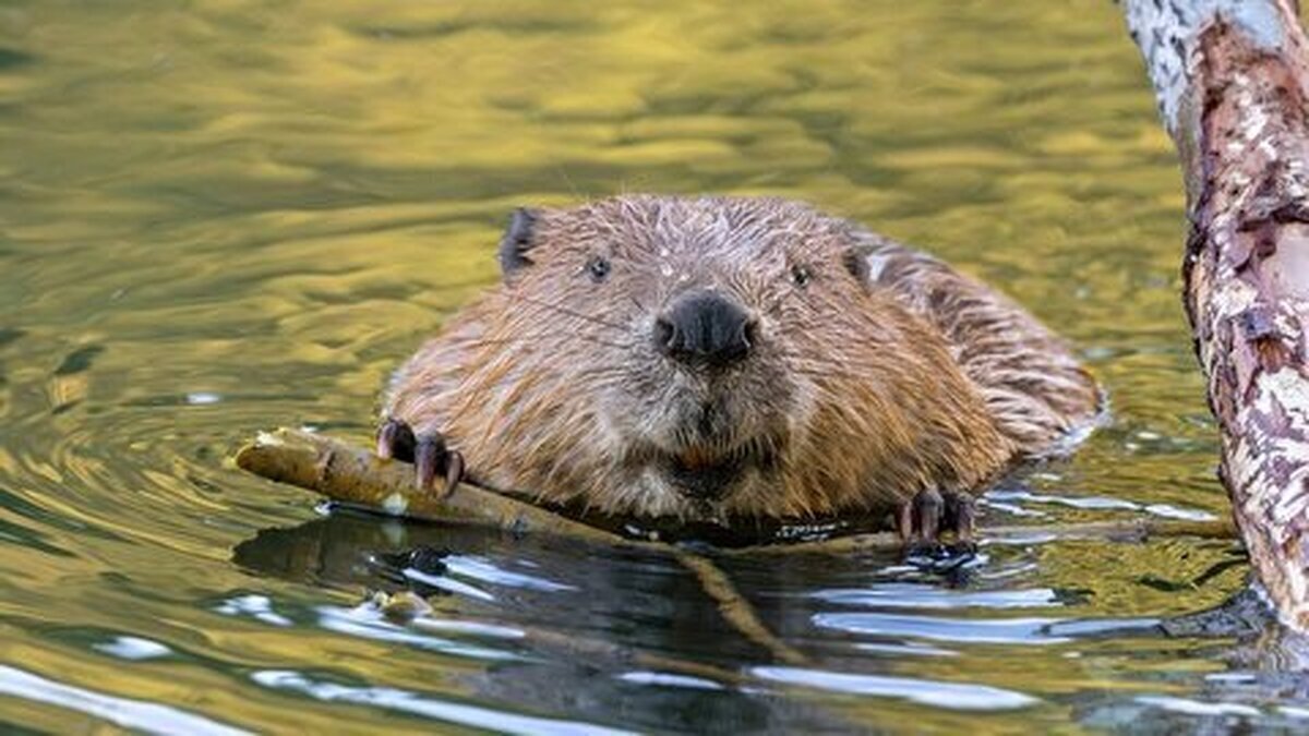 سگهای آبی به جای دولت سد ساختند | سود میلیونی این موجودات در جیب دولت + جزئیات