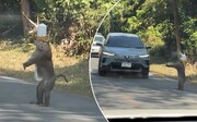 این میمون پلیس راهنمایی و رانندگی شد! | ویدئو