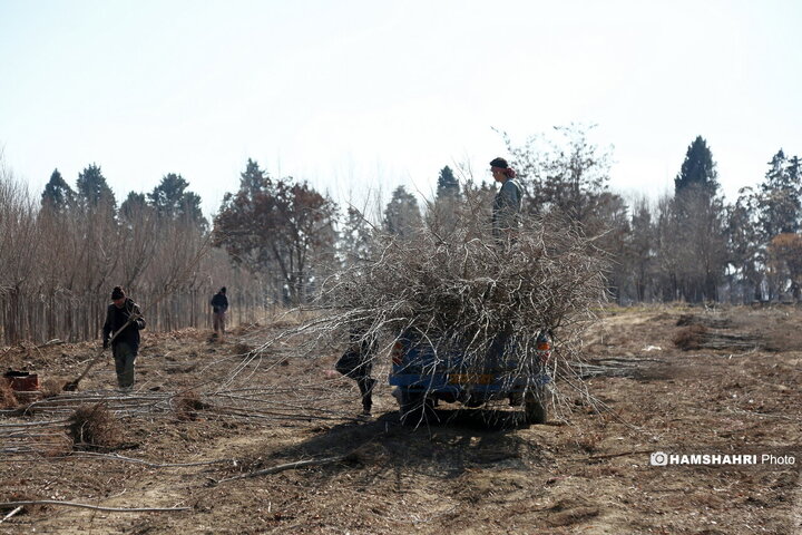 کشت و فروش نهال