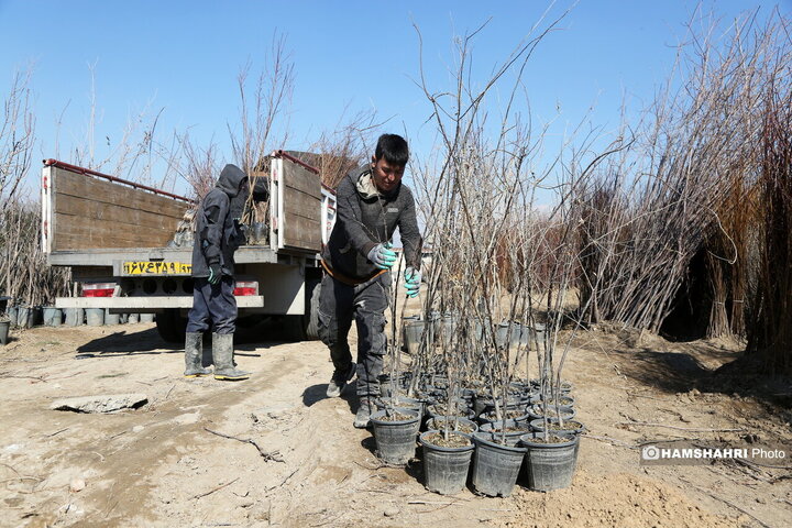 کشت و فروش نهال