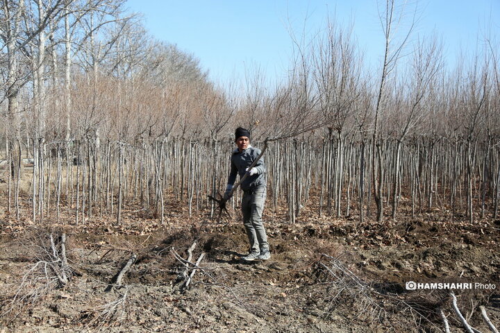 کشت و فروش نهال