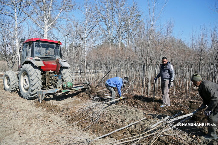 کشت و فروش نهال