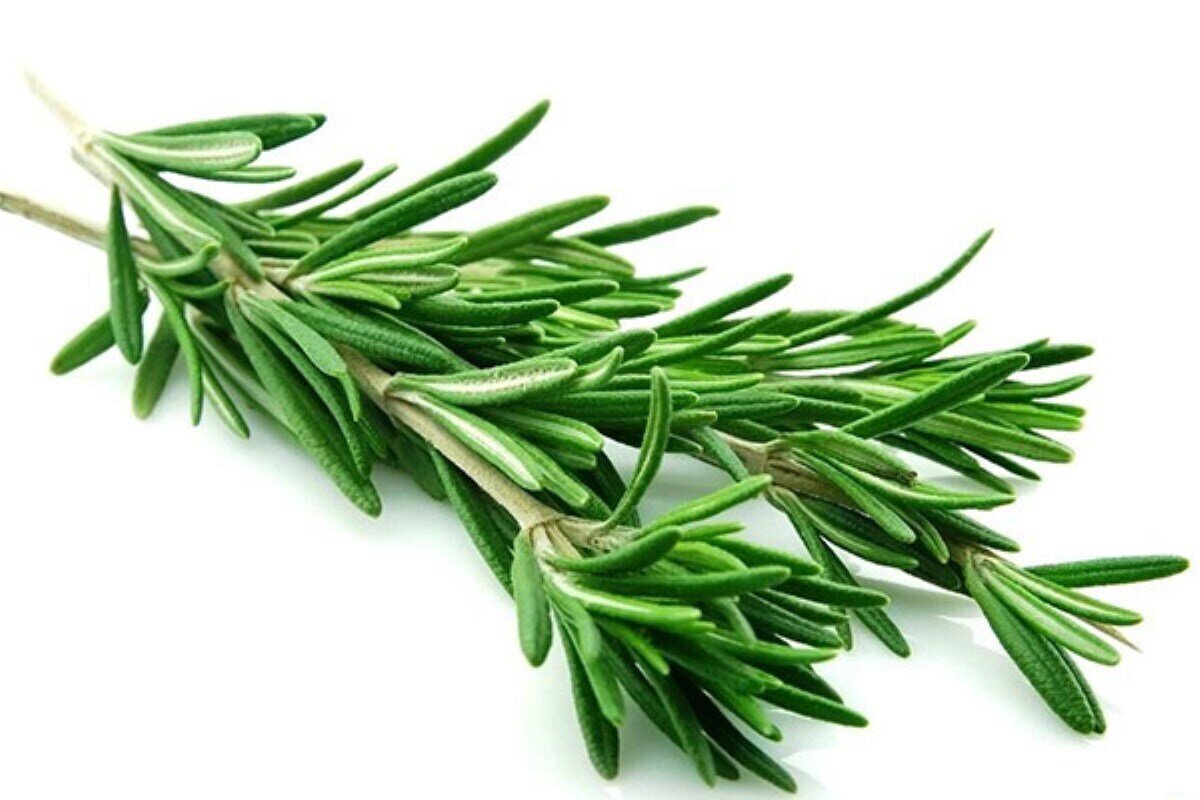 ۵ گیاه معطر که پشهها را از شما دور میکنند