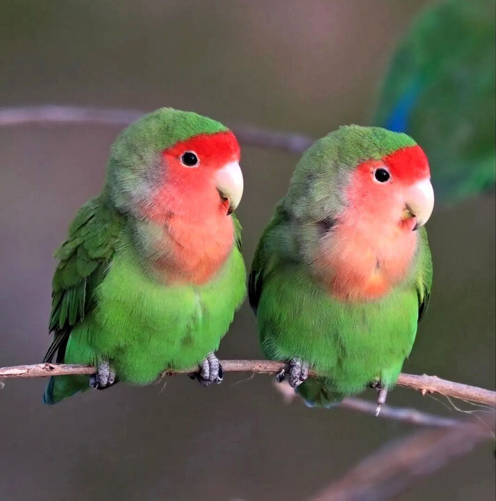 حقایقی جالب درباره پرندهای که به نماد «عشق» تبدیل شده است