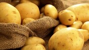 عرضه سیب زمینی بهاره در شهر