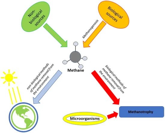 راز حیرتانگیز موتورهای بیولوژیکی نامرئی که دنیا را به حرکت در میآورند