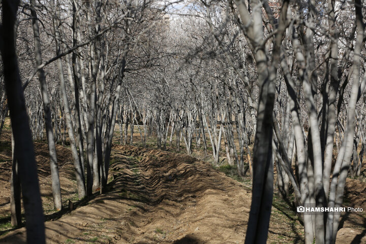 روند احیای بوستان جنگلی چیتگر