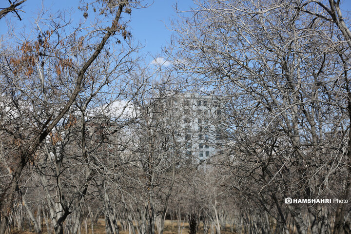 روند احیای بوستان جنگلی چیتگر