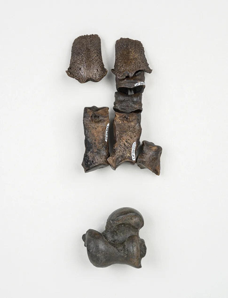 گنجینه ۵۰۰ هزارساله فسیلها در چنگال غواصان!