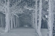 جنگل فندقلو یخ بست ؛ تصاویر آخرالزمانی این نقطه از کشور را ببینید + فیلم