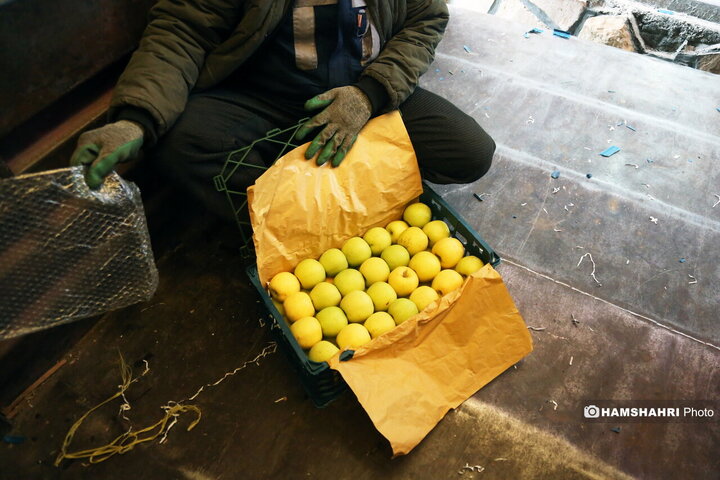 بازدید از سردخانه زنجیره ی تامین میوه های نوروز