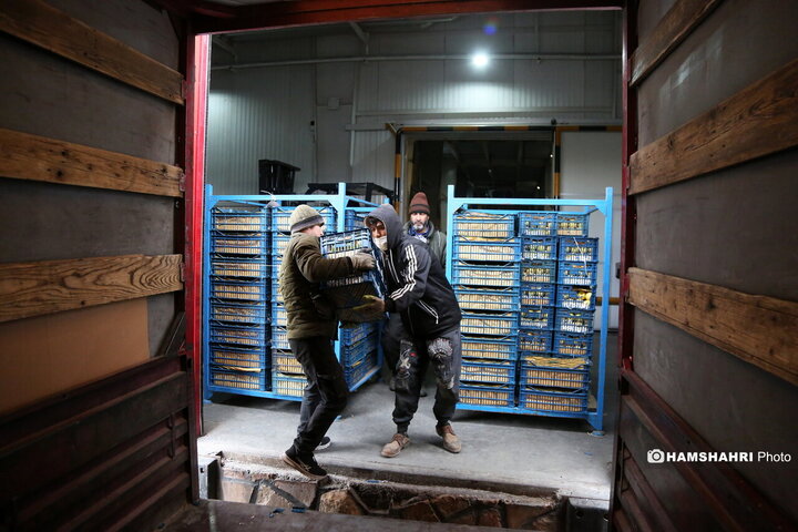 بازدید از سردخانه زنجیره ی تامین میوه های نوروز
