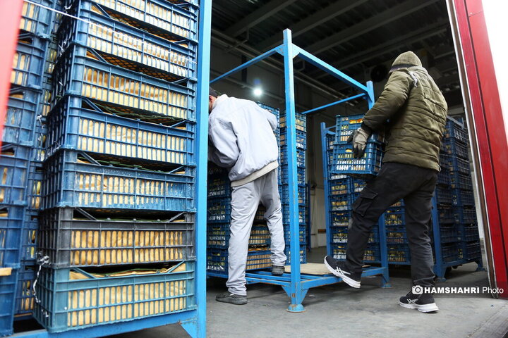 بازدید از سردخانه زنجیره ی تامین میوه های نوروز