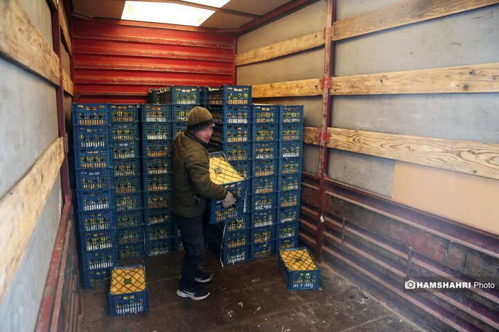 بازدید از سردخانه زنجیره ی تامین میوه های نوروز