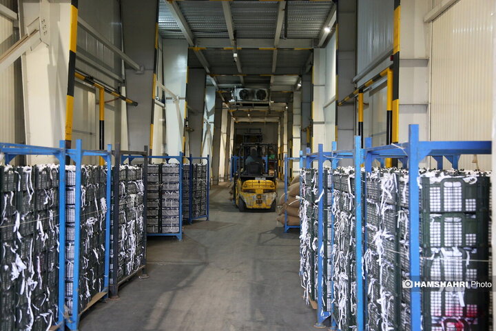 بازدید از سردخانه زنجیره ی تامین میوه های نوروز