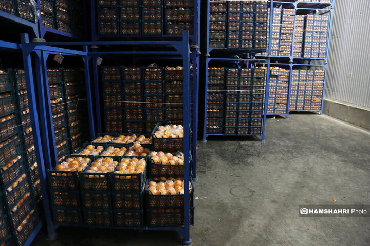 بازدید از سردخانه زنجیره ی تامین میوه های نوروز