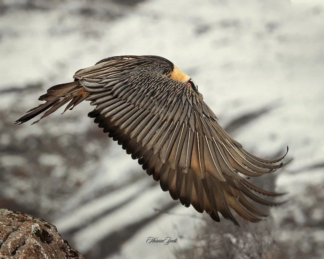 ثبت کم‌نظیرِ هُما در ارتفاعات الموت | عکس