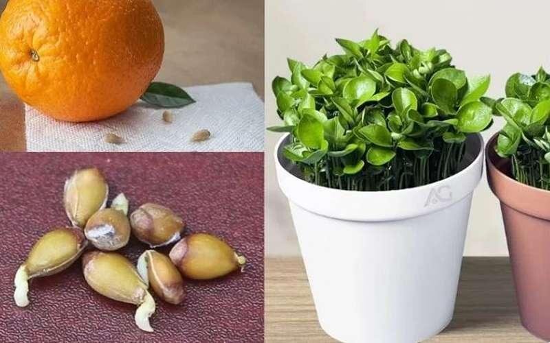 کاشت سبزه عید با دانه پرتقال: سبزهای متفاوت برای نوروز