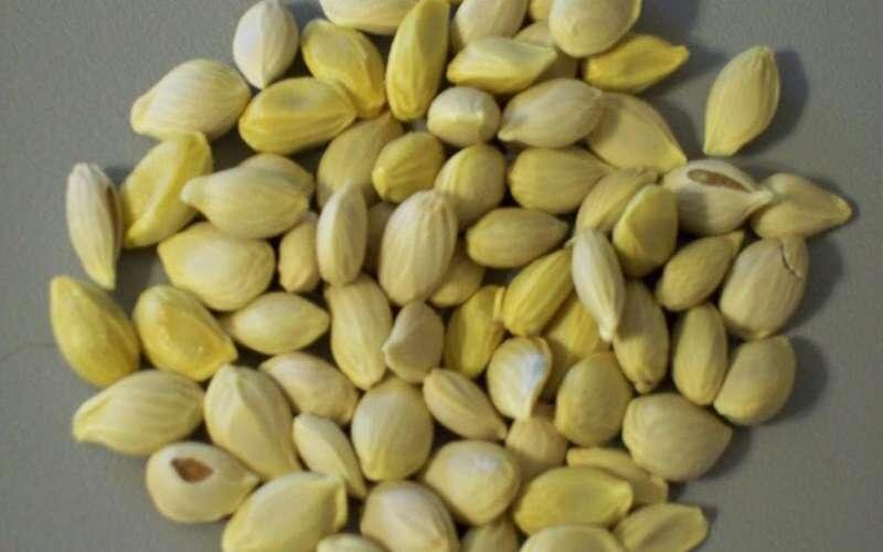 کاشت سبزه عید با دانه پرتقال: سبزهای متفاوت برای نوروز