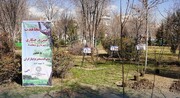 آغاز پویش کاشت ۱۶ هزار نهال درشرق تهران