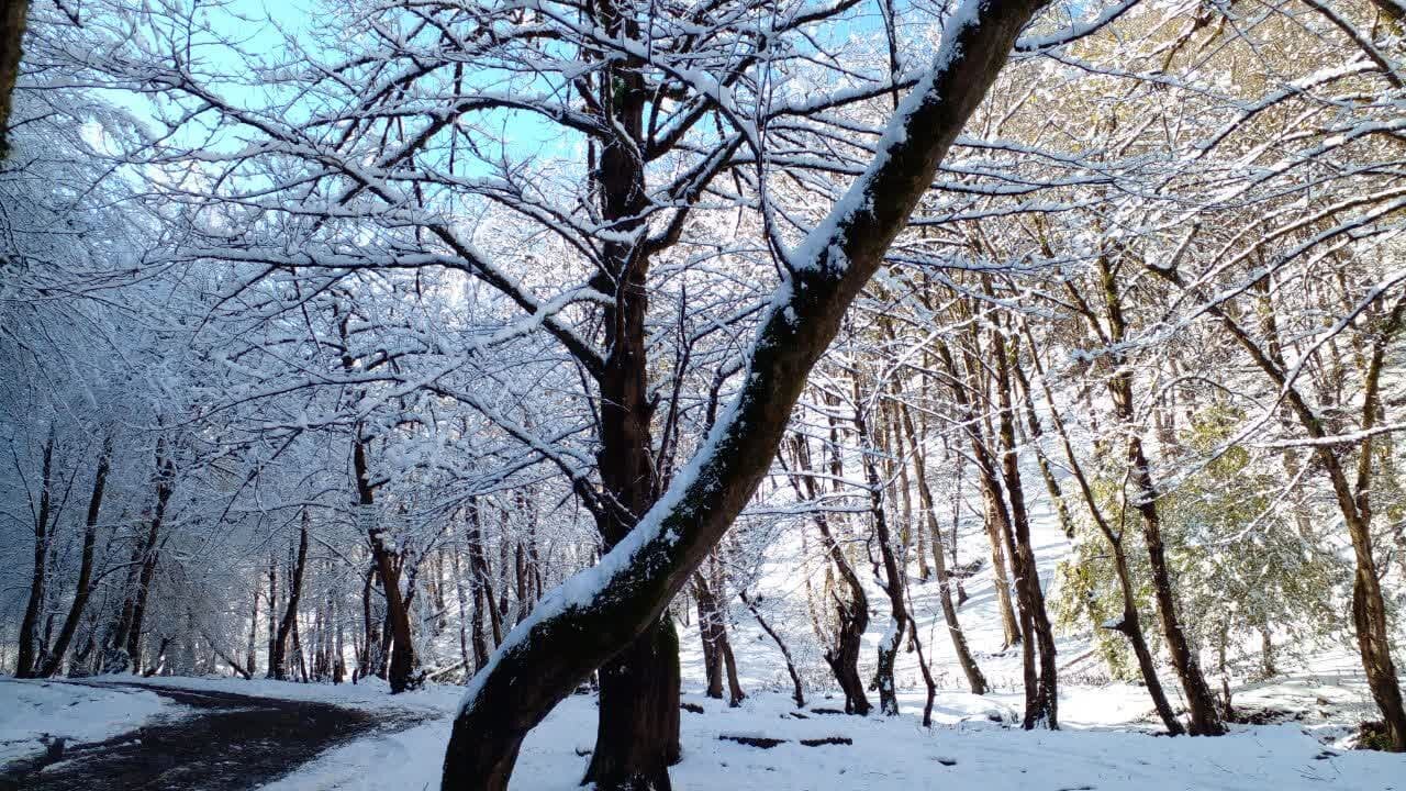 بارش برف بهاری در آنکارا ترکیه! برف - جنگلهای هیرکانی