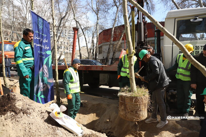 احیای درختان خیابان ولیعصر