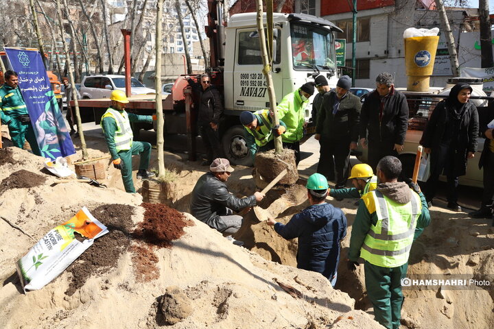 احیای درختان خیابان ولیعصر