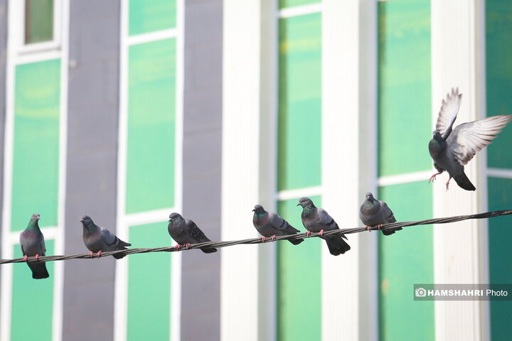 سهروردی جنوبی