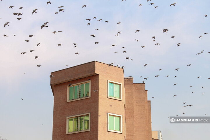 سهروردی جنوبی