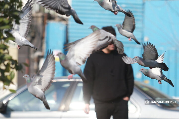 سهروردی جنوبی