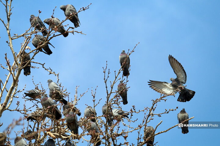 سهروردی جنوبی