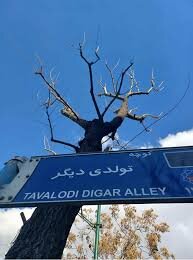 کوچه‌ای که قلب فروغ فرخزاد را دزدید