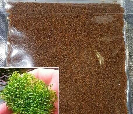 کاشت سبزه عید در تنگ ماهی