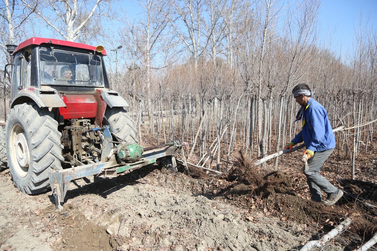 زمستانِ نهالستان