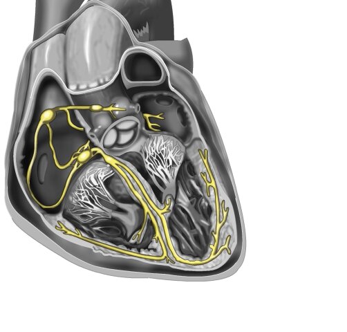 heart