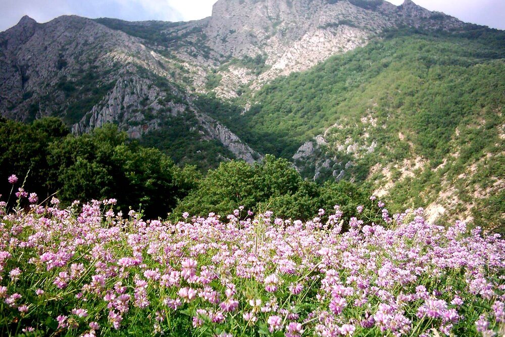 این روستا یک داروخانه طبیعی است