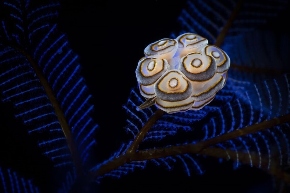 برندگان مسابقه عکاسی زیر آب ۲۰۲۵ | عکس