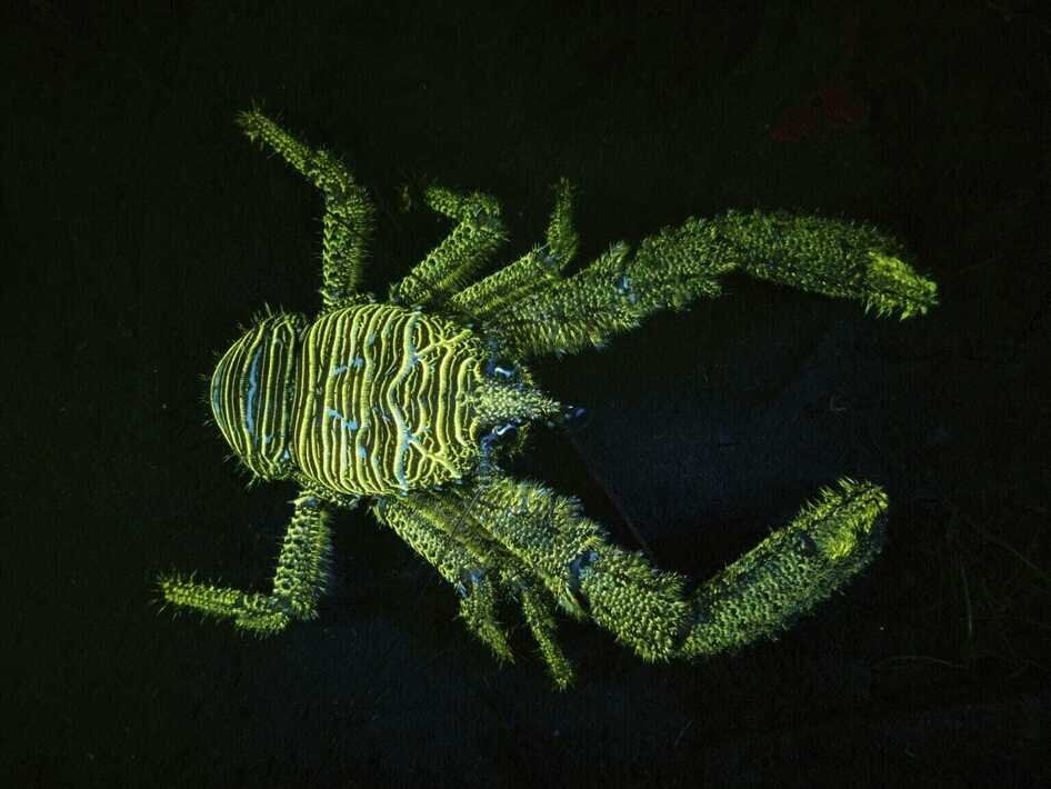 برندگان مسابقه عکاسی زیر آب ۲۰۲۵ | عکس